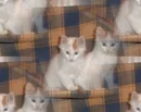 kittytile