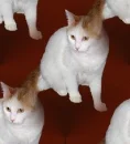 mommatile