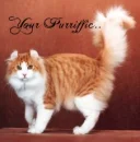 purrr