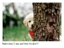 Golden Retriver puppy hiding behind Tree