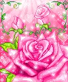 pink rose