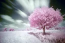 Sakura Tree