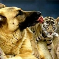 sweet Kiss