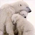 Bear love