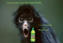 SPIDER MONKEY 