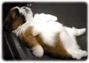 Tired Puppy
