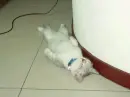 sleeping puppy