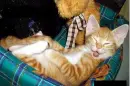drunk kitty