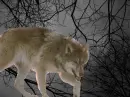 Dark Sky Wolf