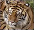 tiger