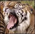 tiger