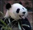 panda