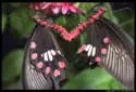 butterflies