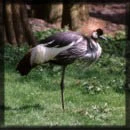 crane