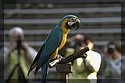 maccaw