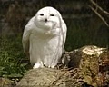 white owl