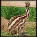 emu
