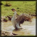 goose