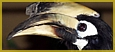 hornbill