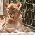 lioness