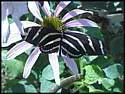 butterflies