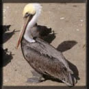 pelican
