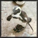 penguins