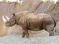 rhino