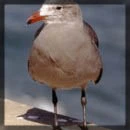 seagull