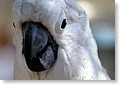 cockatoo