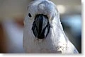 cockatoo