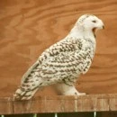 snow owl
