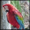 scarlet macaw