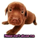 puppy