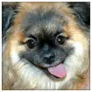 dog sayin woof