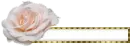 white rose blank blinkie