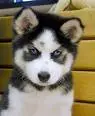 Husky