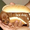 hot dog