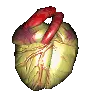 beating heart