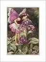 fairy
