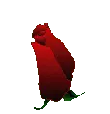 Blomming rose