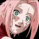 sakura