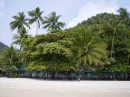 Palm tree