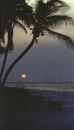 palm tree in the sunset
