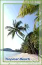 background of palm tree
