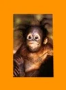 orangotan
