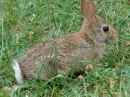 bunny