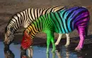 Zabra and Rainbow Zebra