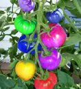 Colorful Tomatoes