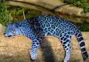 Blue Cheetah